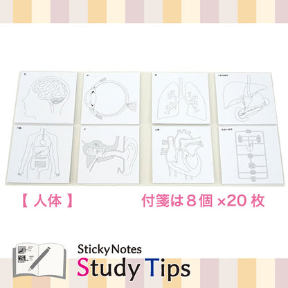 Sticky Note Study Tips【からだ】全3種 松浦紙器製作所 FS-SST003/6/8 [M便 1/6]