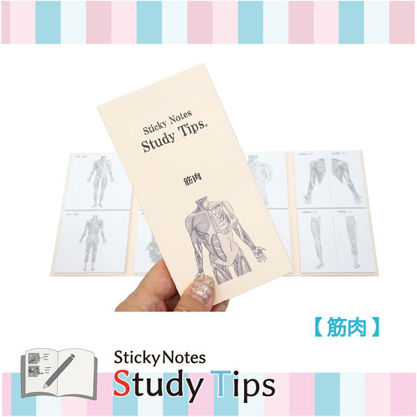 Sticky Note Study Tips【からだ】全3種 松浦紙器製作所 FS-SST003/6/8 [M便 1/6]