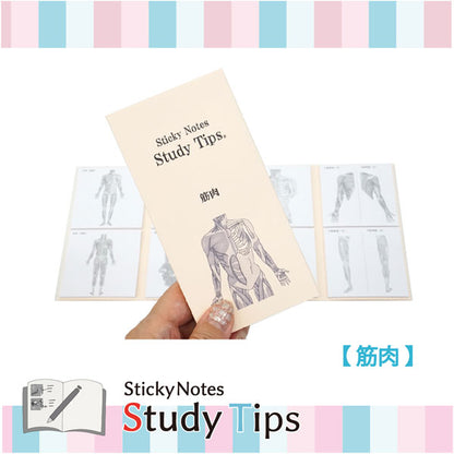 Sticky Note Study Tips【からだ】全3種 松浦紙器製作所 FS-SST003/6/8 [M便 1/6]
