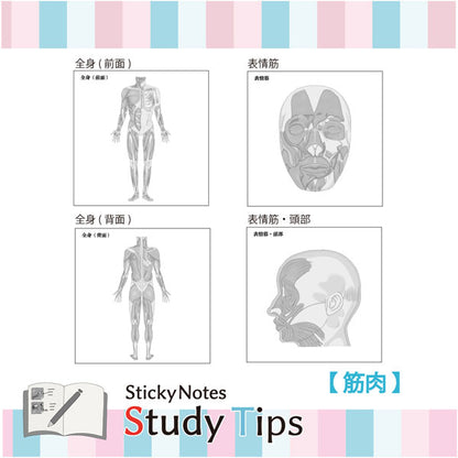 Sticky Note Study Tips【からだ】全3種 松浦紙器製作所 FS-SST003/6/8 [M便 1/6]