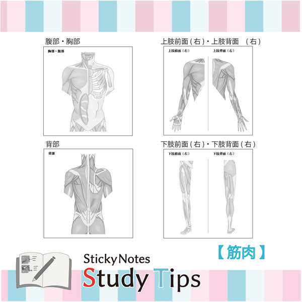Sticky Note Study Tips【からだ】全3種 松浦紙器製作所 FS-SST003/6/8 [M便 1/6]