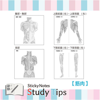 Sticky Note Study Tips【からだ】全3種 松浦紙器製作所 FS-SST003/6/8 [M便 1/6]
